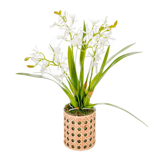 Two Butterfly Orchids in Cane Pot