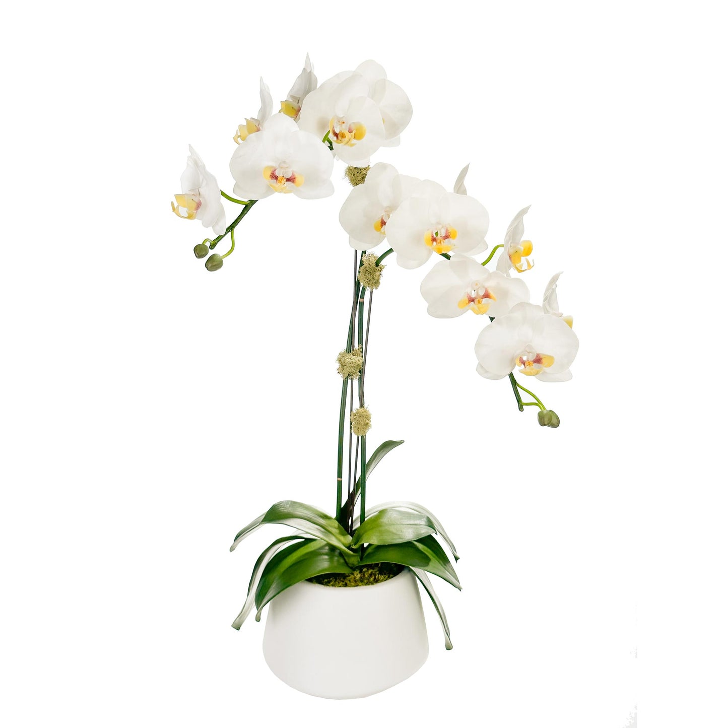Two Medium Orchids in 6" Contour pot