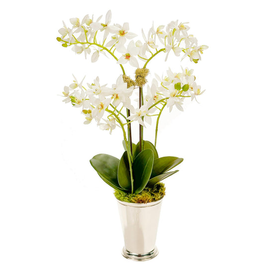 Two Mini Orchids in Julep Cup