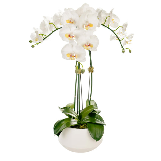 Three Medium Orchids in 8" Contour pot