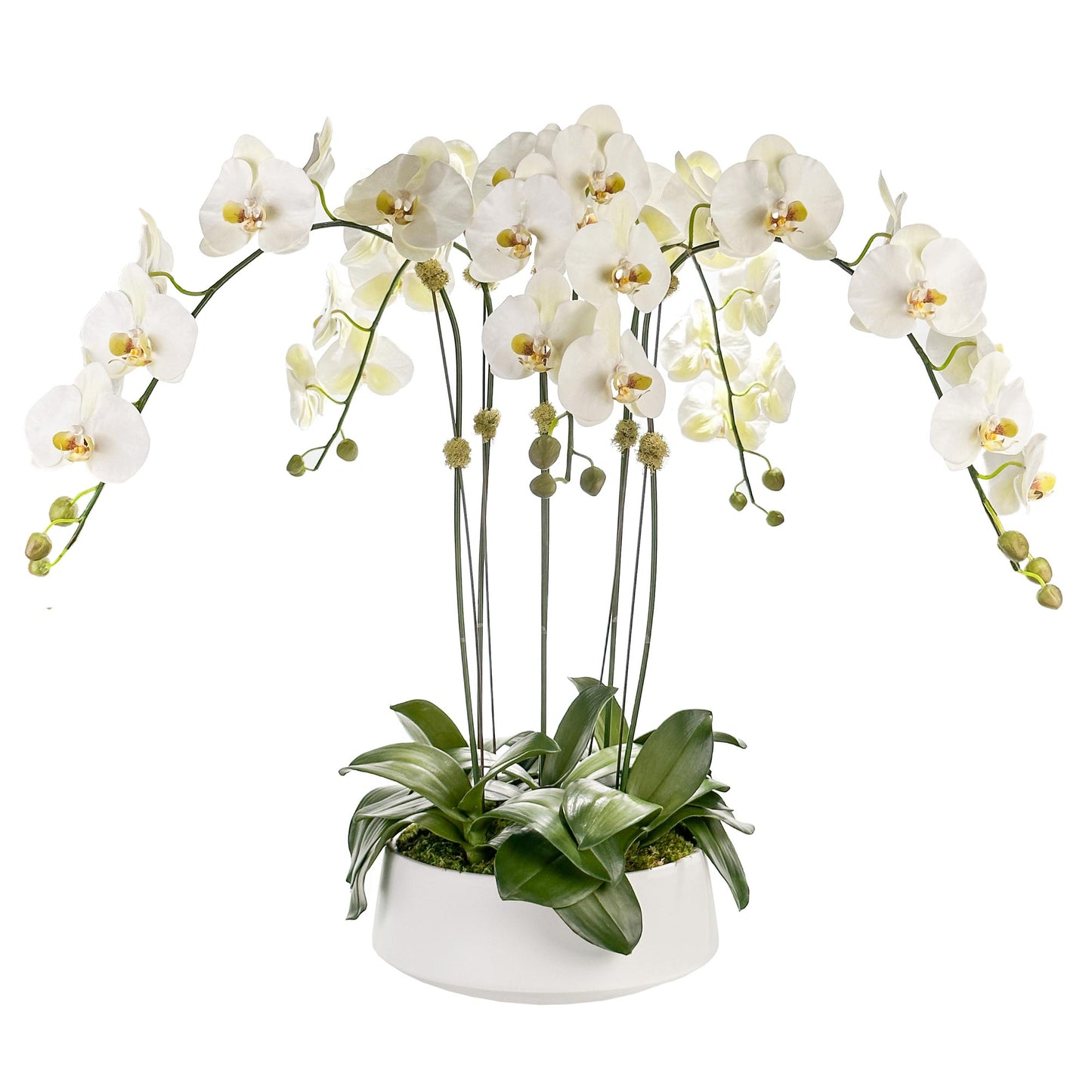 Five Large Orchids in 12" Contour Bowl