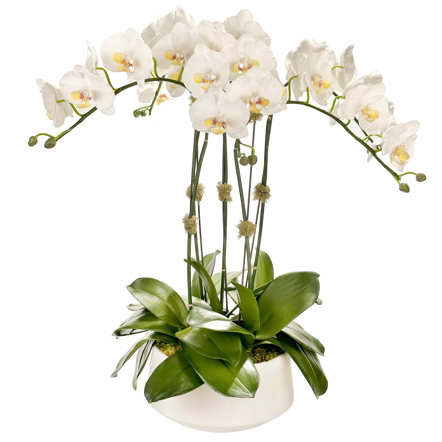 Five Medium Orchids in 10" Contour Bowl