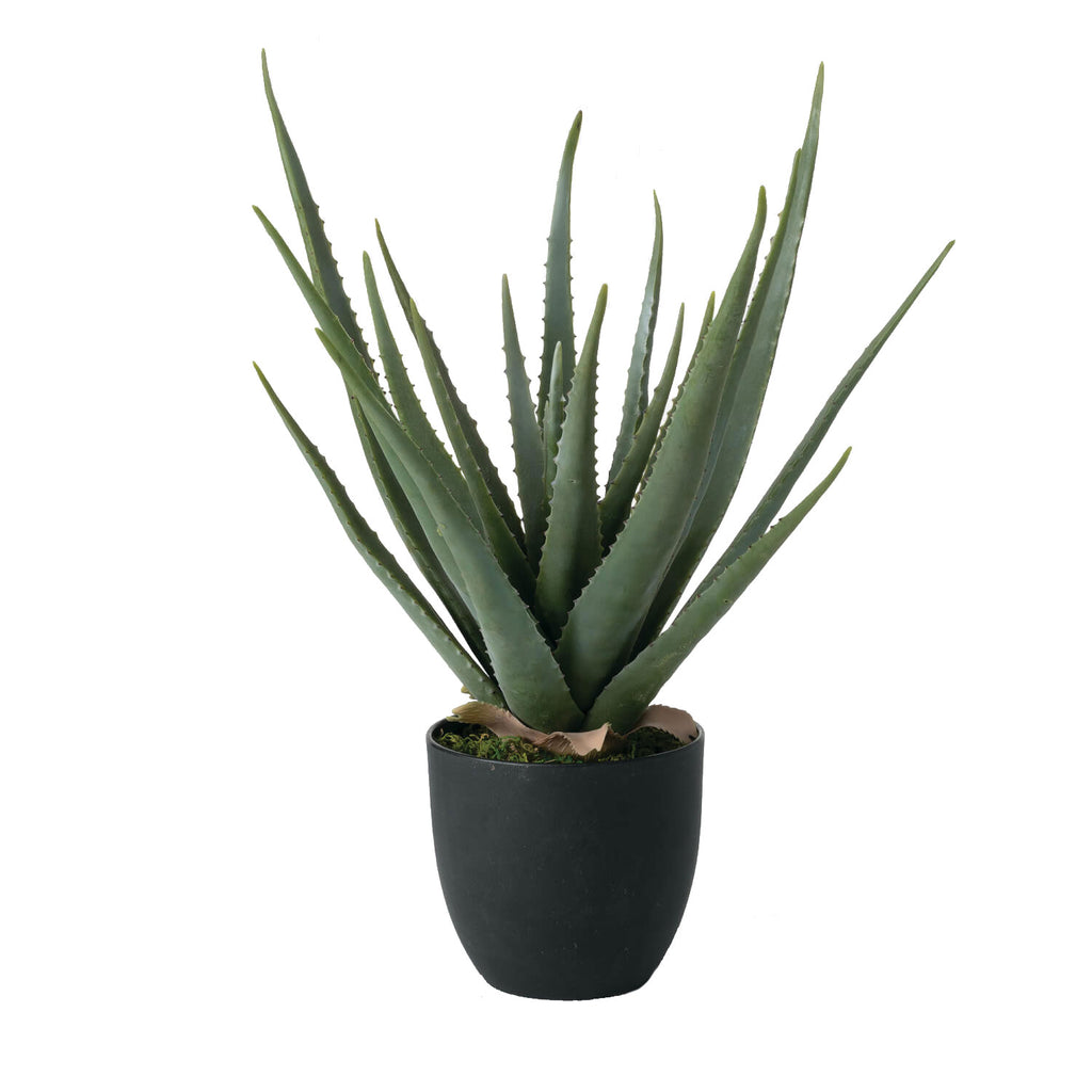 Aloe Vera 24" (Potted)