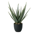 Aloe Vera 24" (Potted)