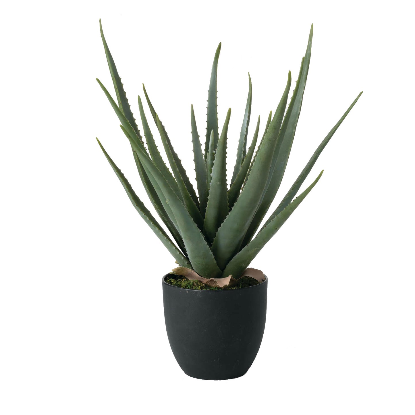 Aloe Vera 24" (Potted)