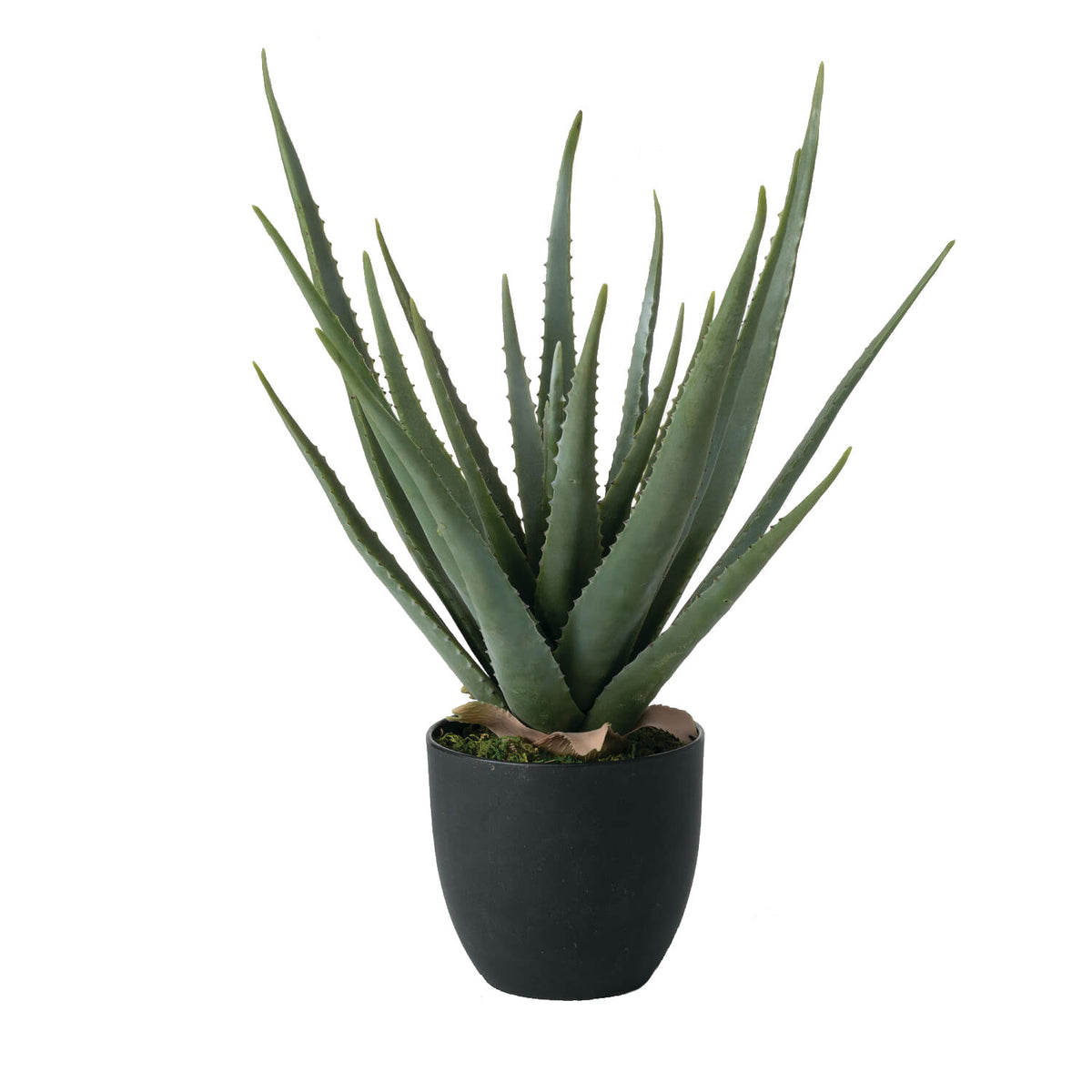 Aloe Vera 24" (Potted)