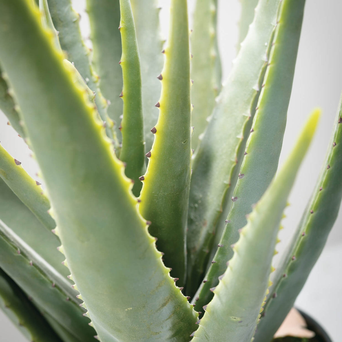 Aloe Vera 24" (Potted)