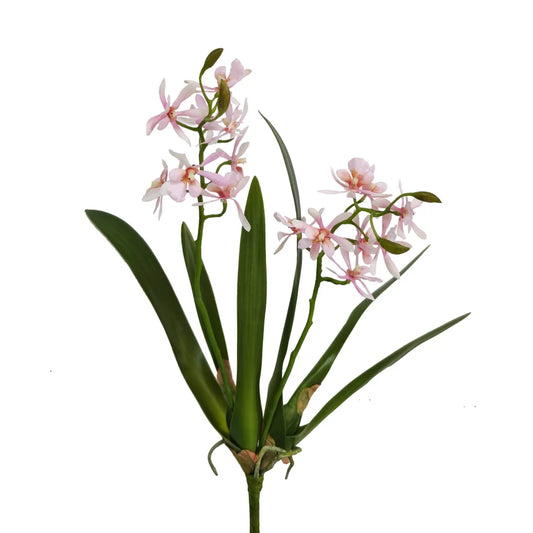 Blush Butterfly Orchid