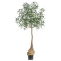 Barrel Tree 8'