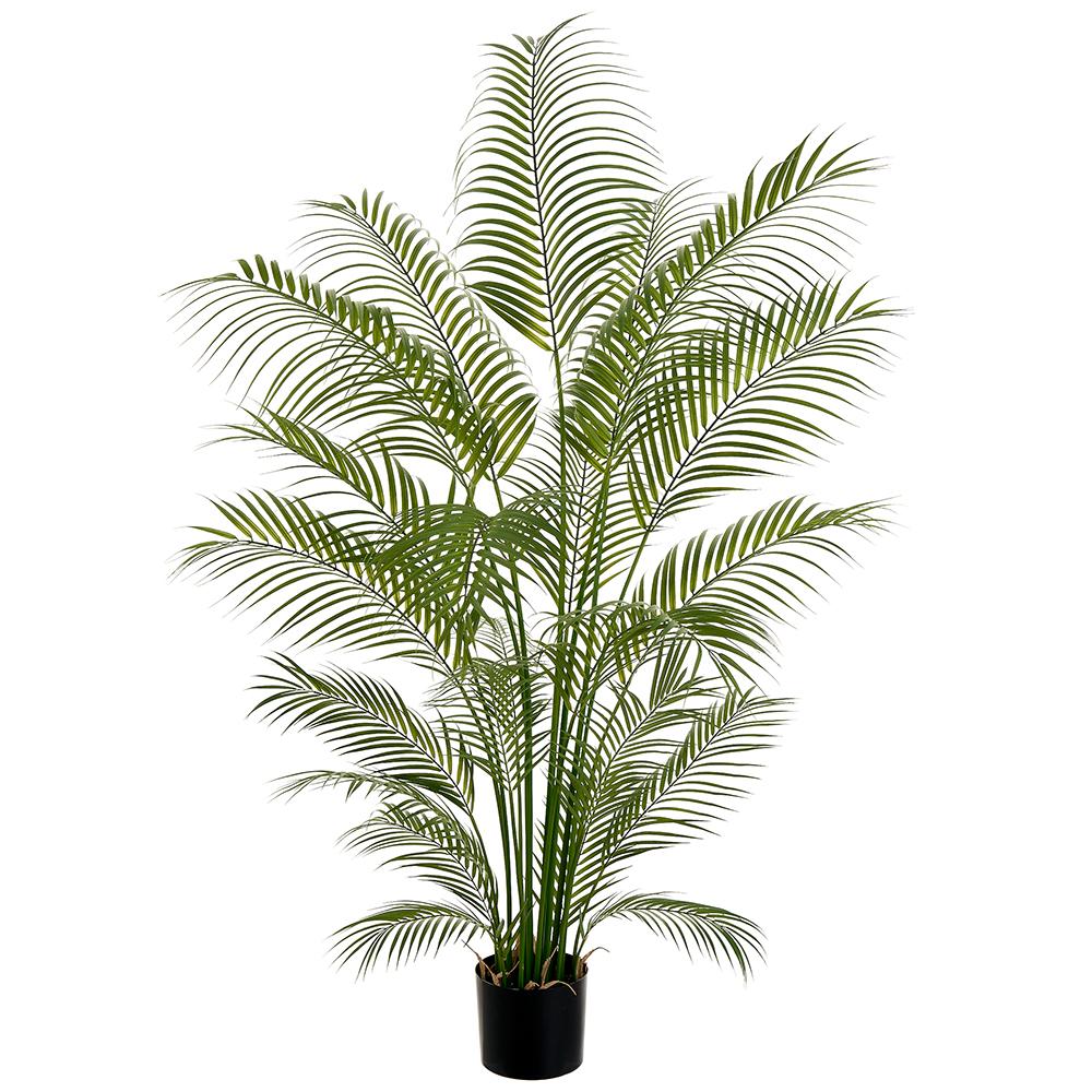 Cane Palm 5.5'