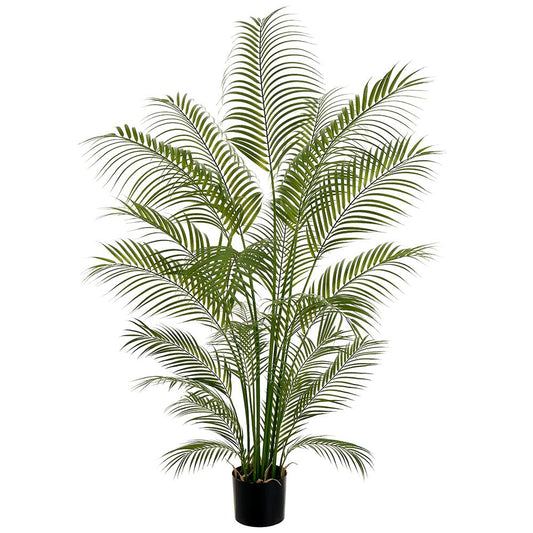 Cane Palm 5.5'