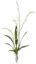 Cymbidium Plant 47''