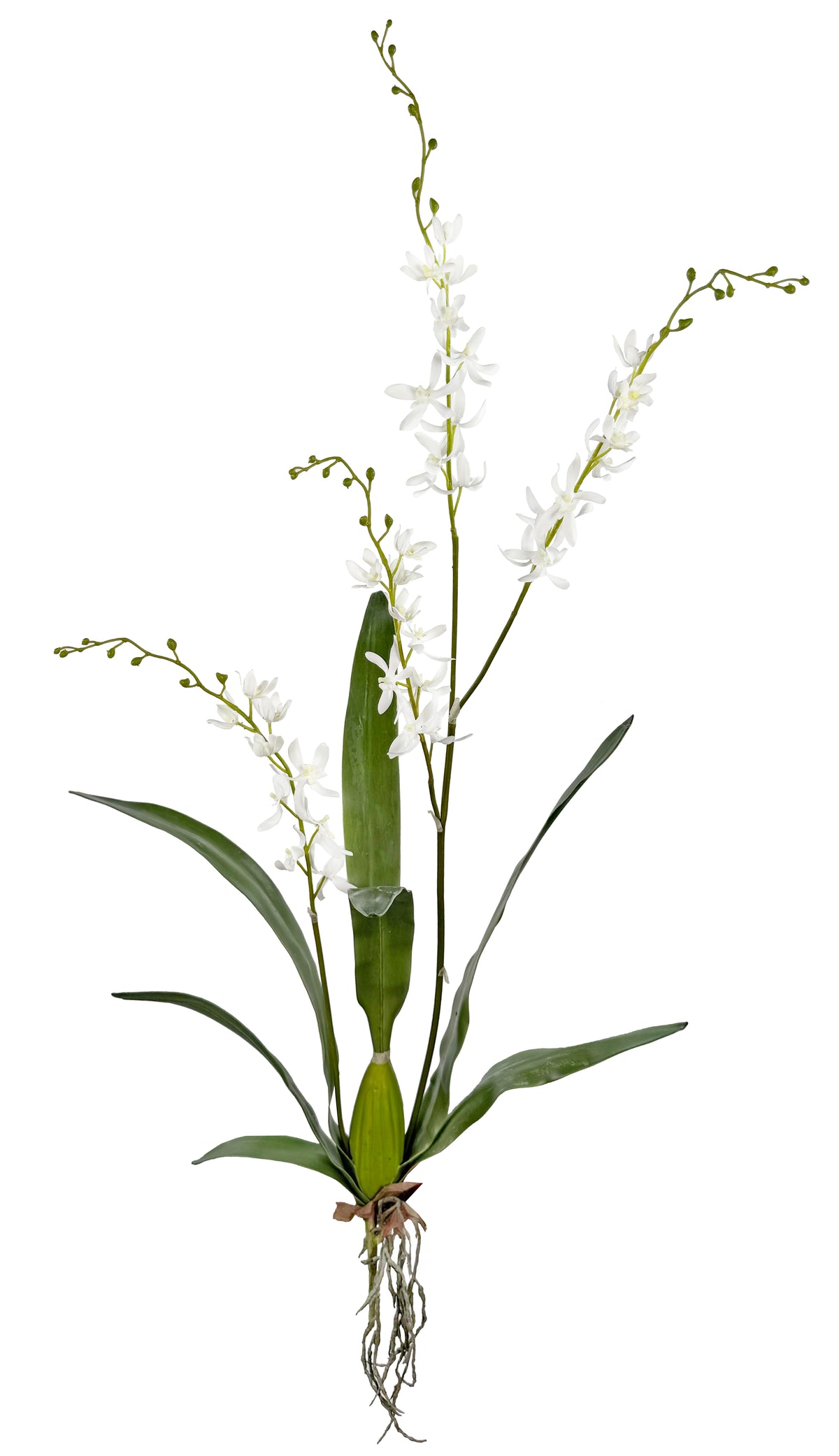 Cymbidium Plant 47''