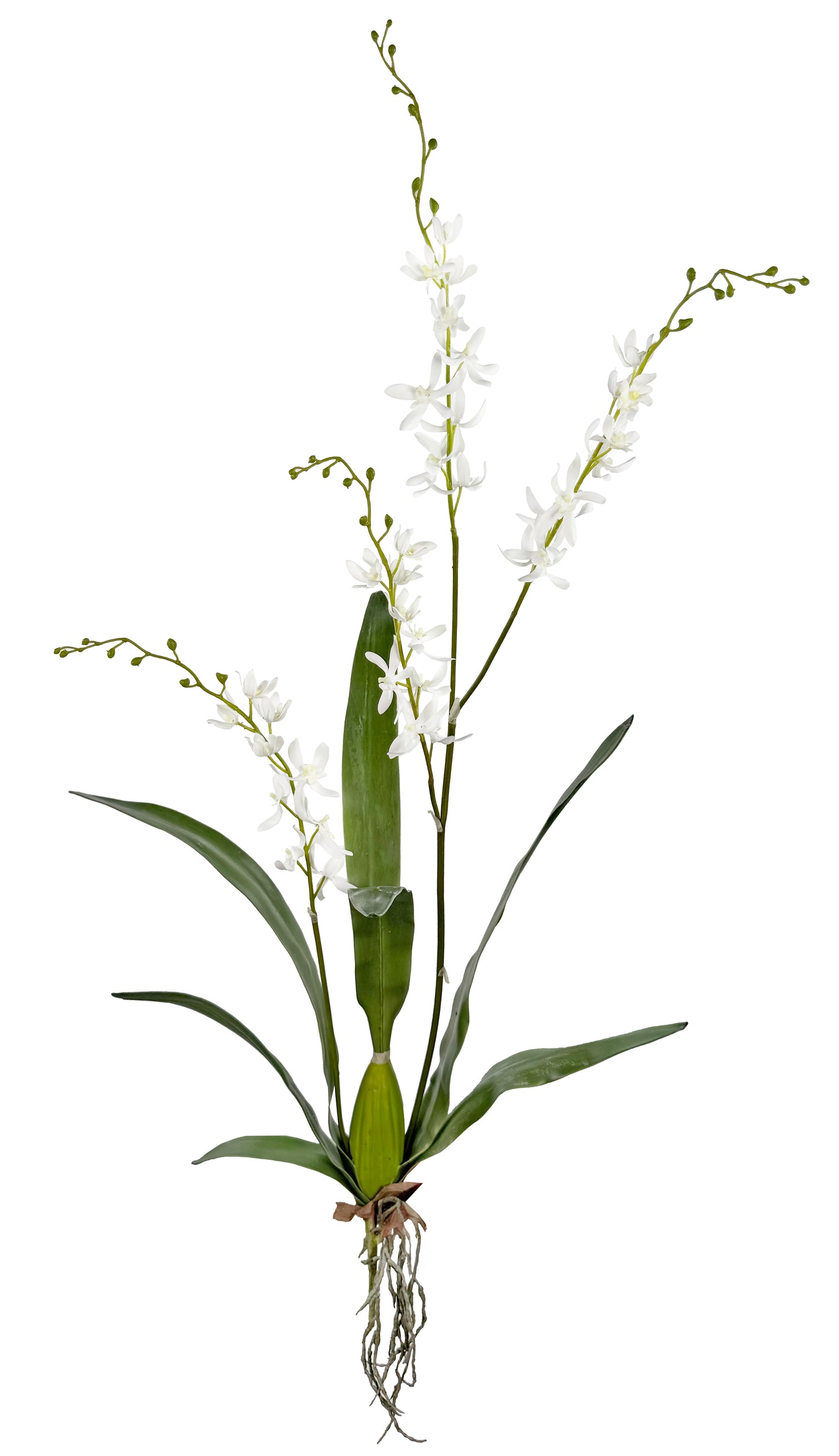 Cymbidium Plant 47''