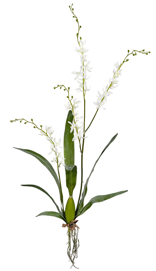 Cymbidium Plant 47''