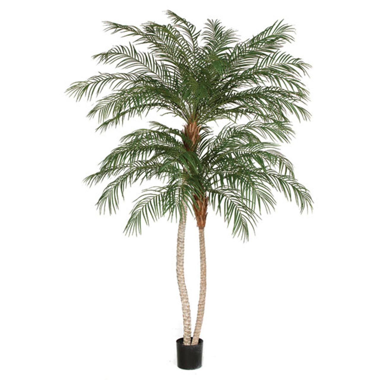 Phoenix Palm  Double Trunk 8.5'