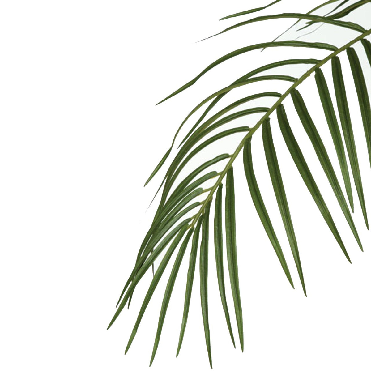 Phoenix Palm  Double Trunk 8.5'
