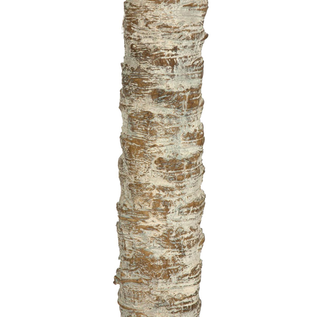 Phoenix Palm  Double Trunk 8.5'