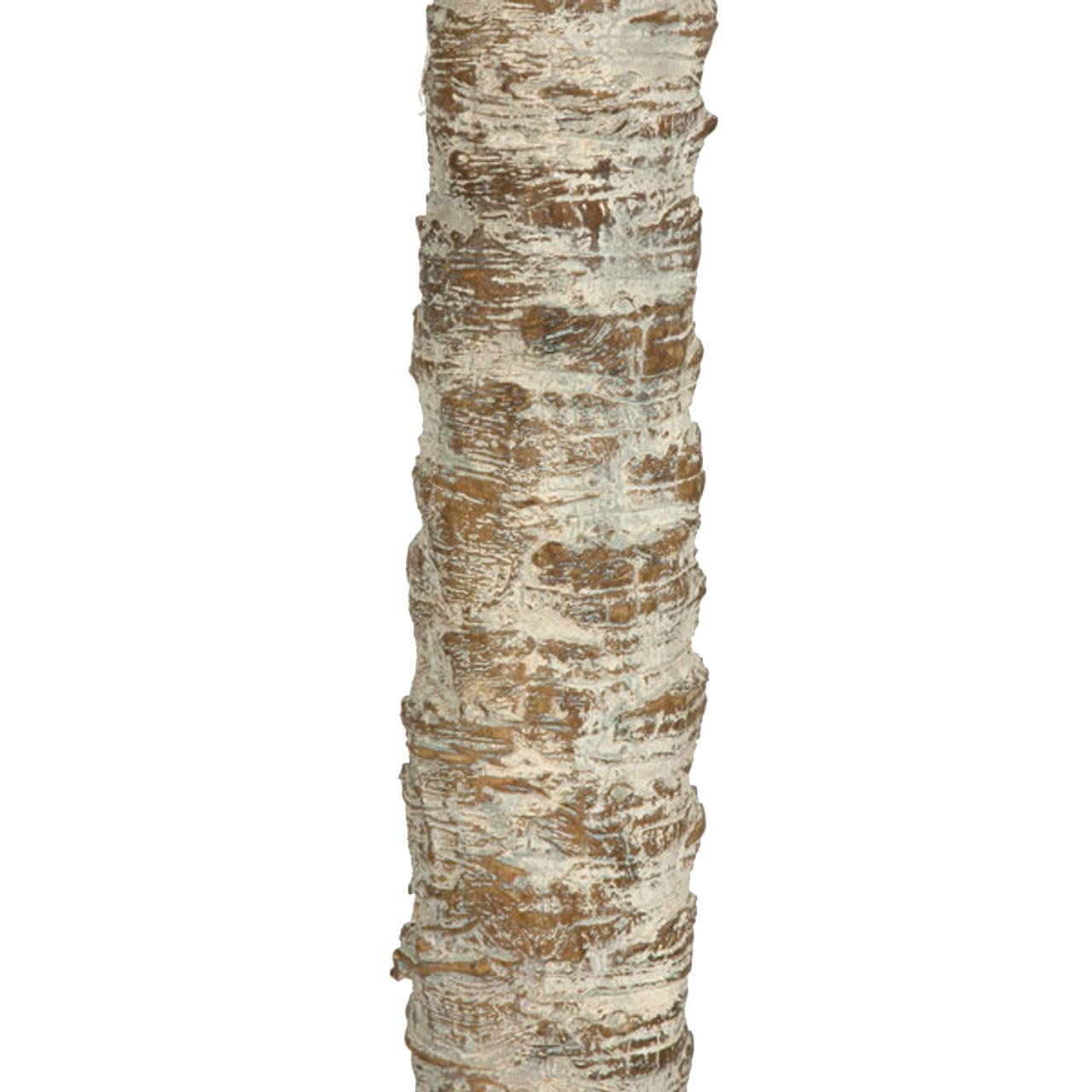 Phoenix Palm  Double Trunk 8.5'