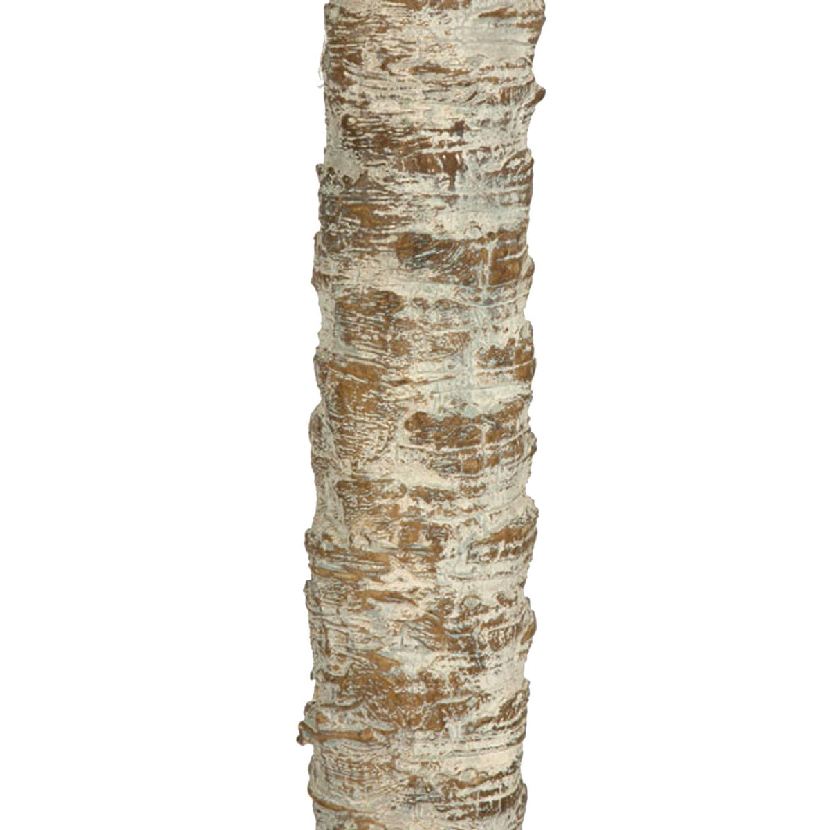 Phoenix Palm  Double Trunk 8.5'