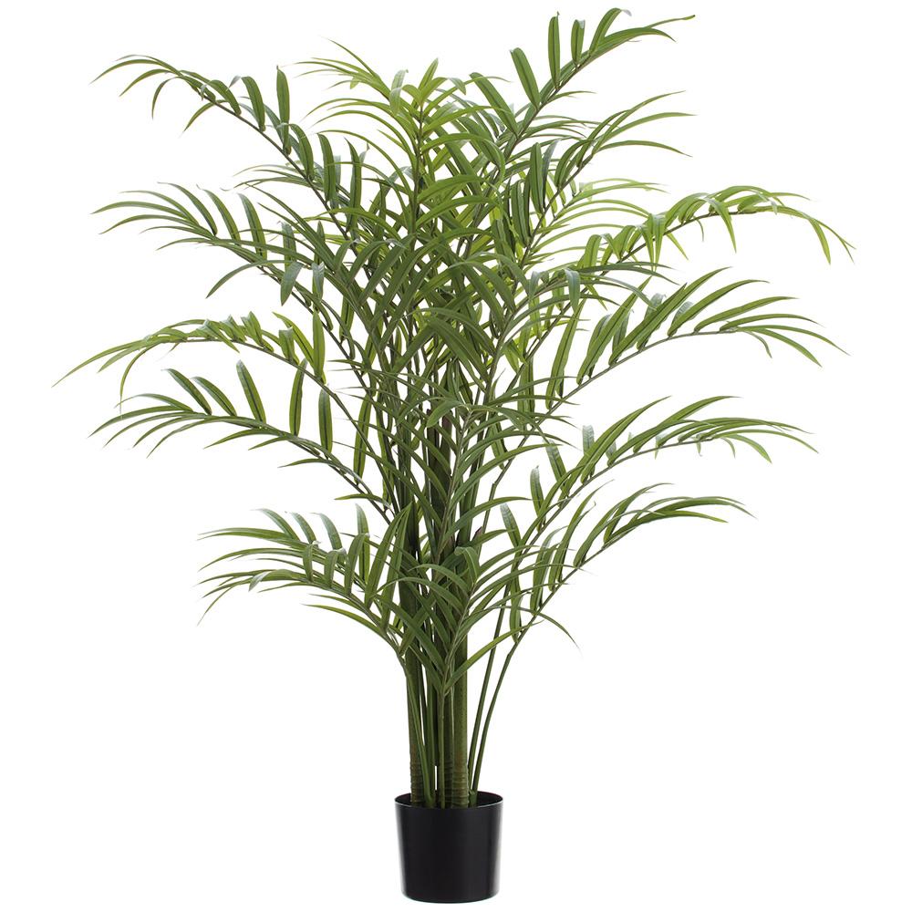 Caledonia Palm Tree 7'
