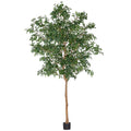 Ficus Tree 12'