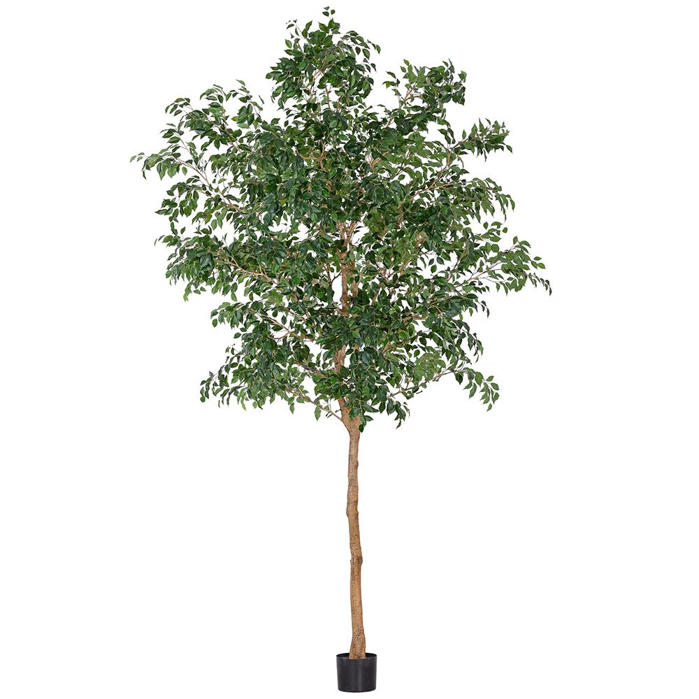 Ficus Tree 12'
