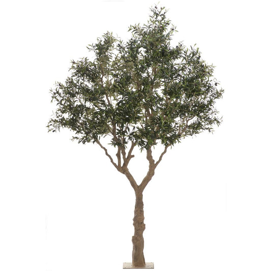 Olive Tree Topiary 9.5'