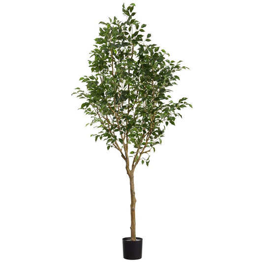 Ficus Tree 7.5'