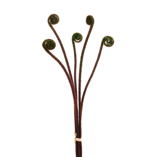 Fiddlehead Fern Stem Bundle 24"