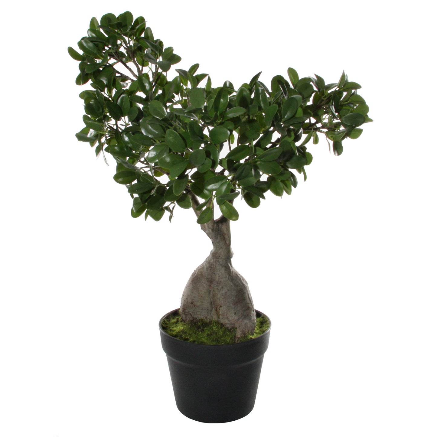 Fukien Tea Bonsai (potted)