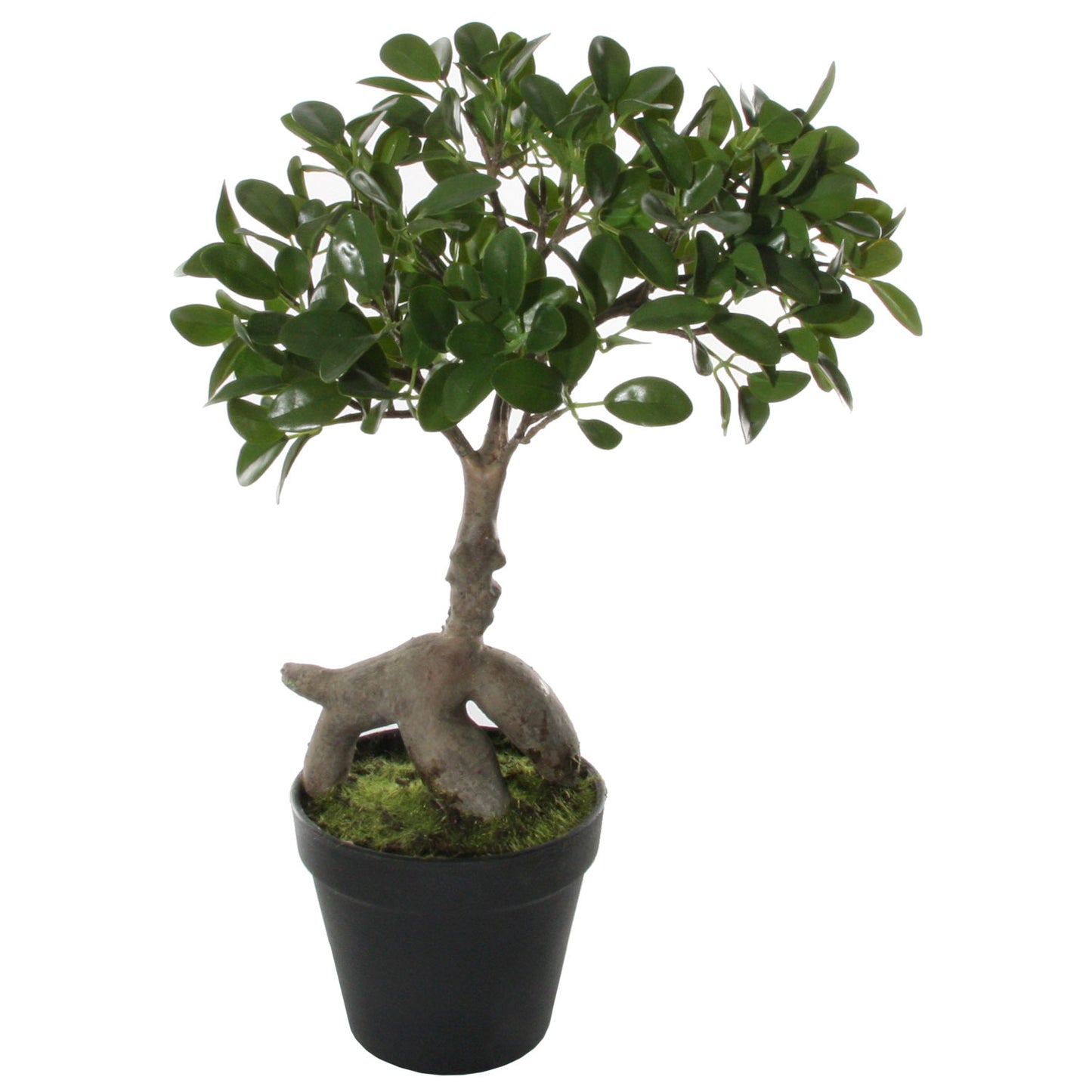 Fukien Tea Bonsai (potted)