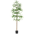 Jucaro Tree 7'