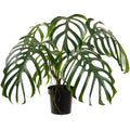 Lace Leaf Monstera Plant 3'