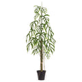 Lace Leaf Monstera Tree Potted 5.5'