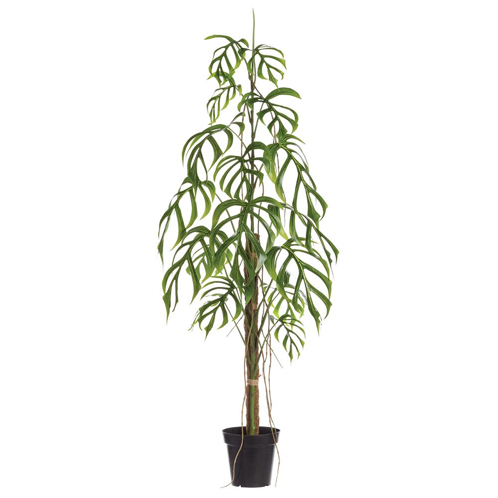 Lace Leaf Monstera Tree Potted 5.5'