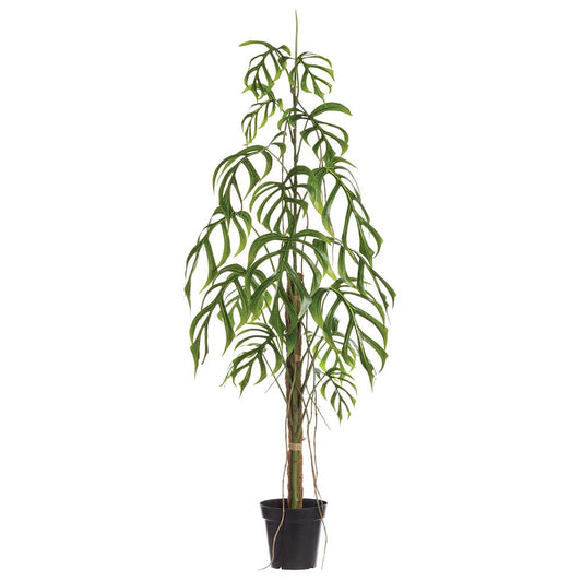 Lace Leaf Monstera Tree Potted 5.5'