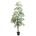 Lace Leaf Monstera Tree Potted 8'