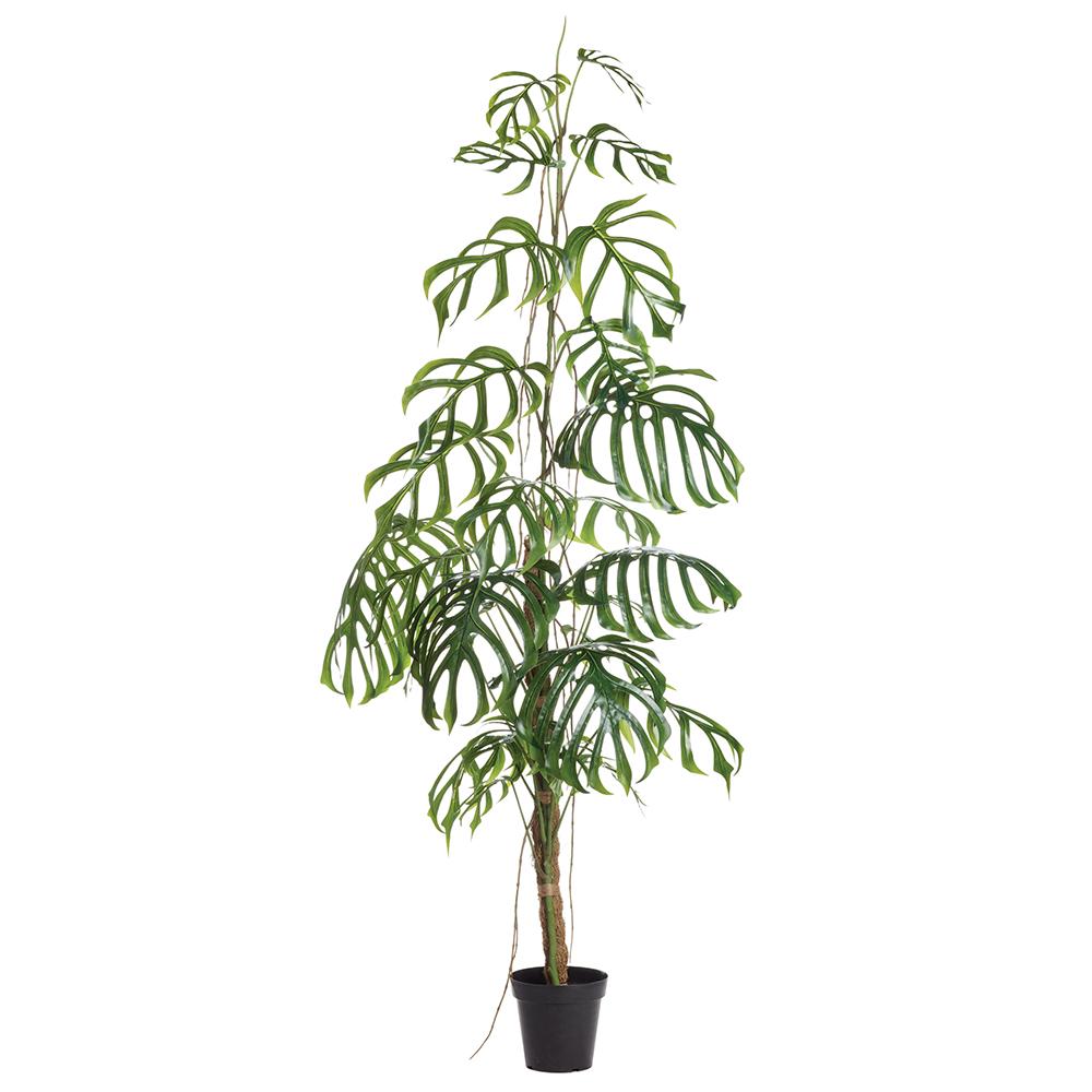 Lace Leaf Monstera Tree Potted 8'