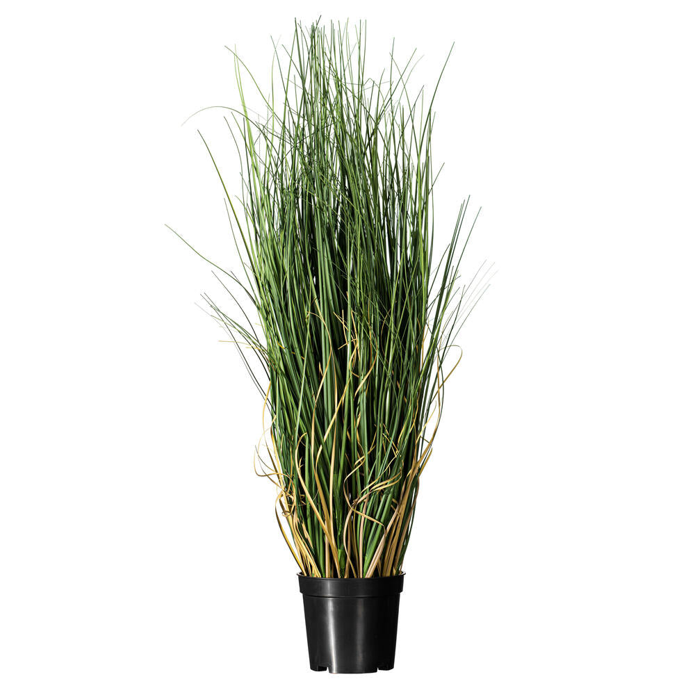 Maiden Grass Potted
