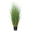 Maiden Grass Potted