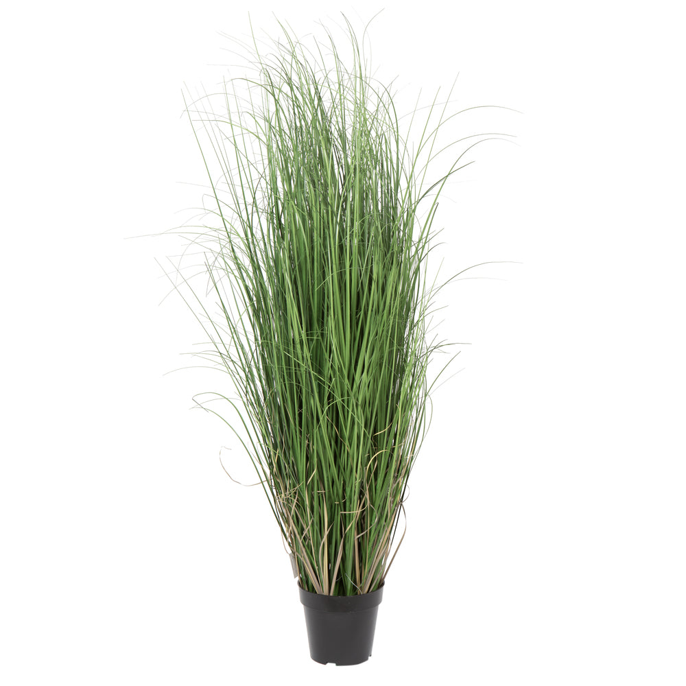 Maiden Grass Potted