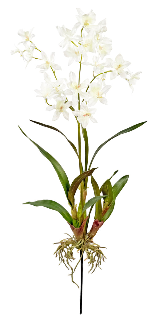 Oncidium Plant 32''