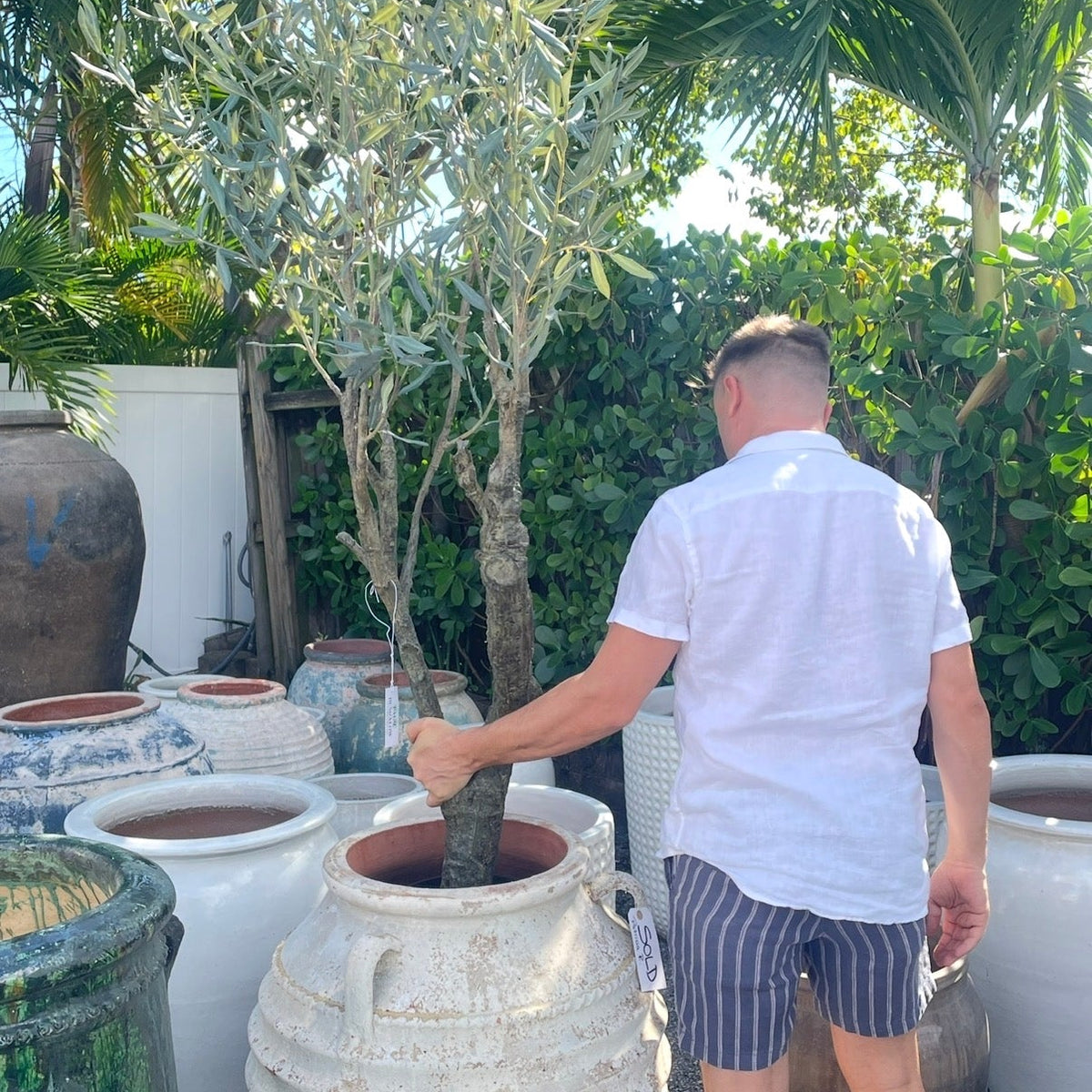 Faux Plant Guy Ryan Lewis styling a faux olive tree in a greek olive jar planter at Palm Bungalow in west palm beach Florida.