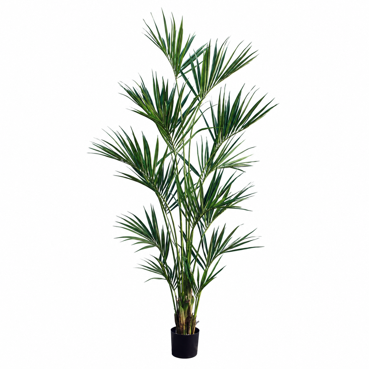Paradise Palm 8'
