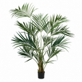 Paradise Palm 9'