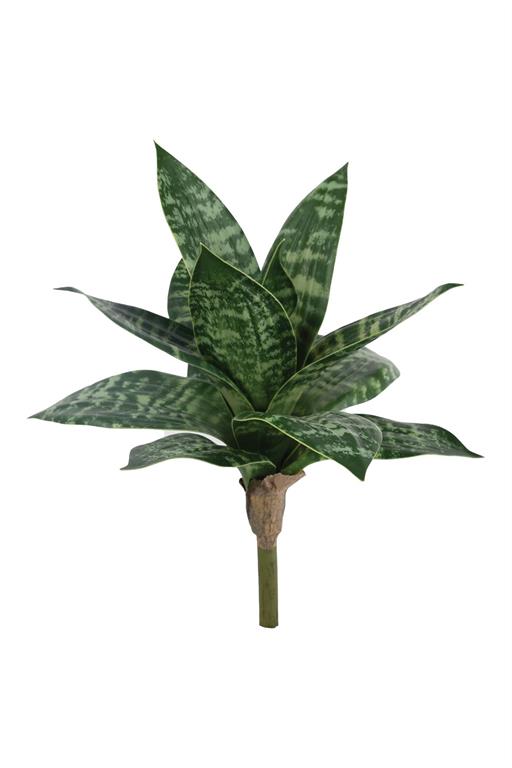 Sansevieria Large 9"