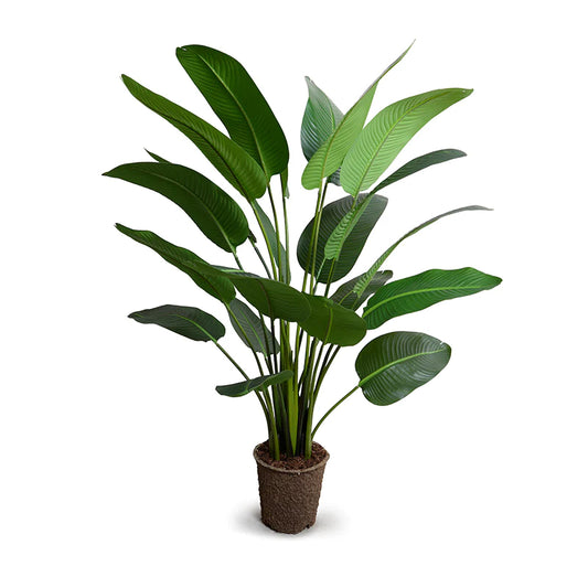 Travellers Palm 5'