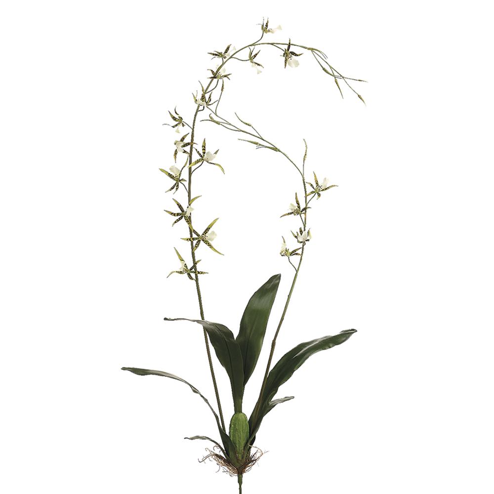 Brassia Orchid 52"