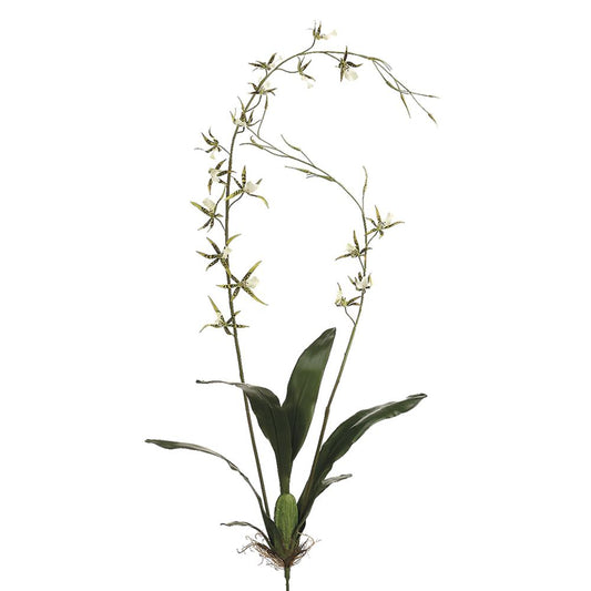 Brassia Orchid 52"